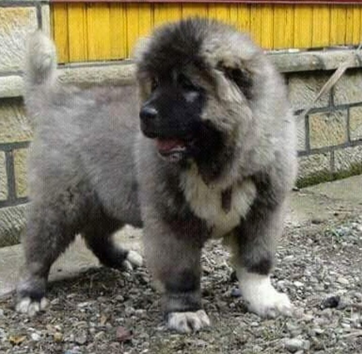 Satıyorum sattt🤫🤫