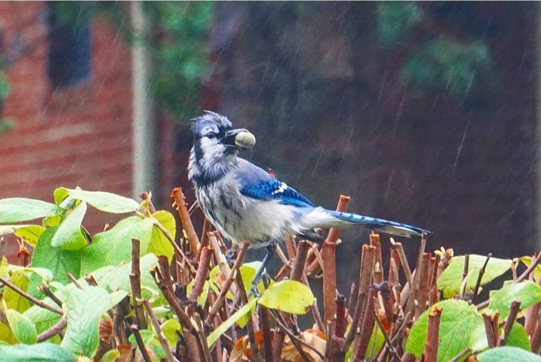 The Bluejay links Heaven and Earth. As a sign of your loved one, the Jay is  a reminder to nurture your body and soul.  
#KarissasKaptures #BlueJay #BirdsOfInstagram #BirdsAreBeautiful #BirdsAndBlooms #BlueJays #BlueJaysOfInstagram #Nature #NaturePhotography #RainyDay☔️