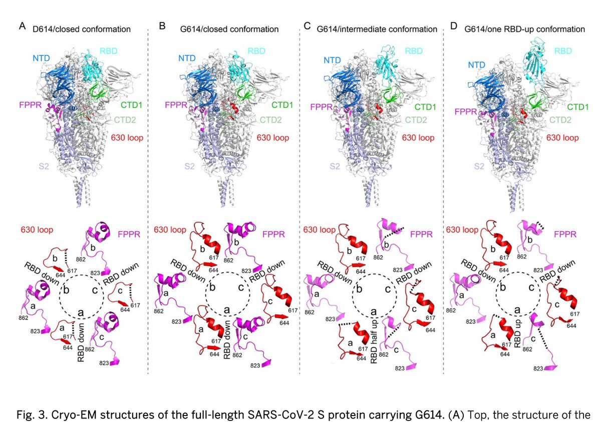 EricTopol's tweet image. Just published @ScienceMagazine 
In the first month of the pandemic the D614G strain became dominant. Now, thru structural biology &amp;amp; cryo-EM, we know how the G (glycine) substitution made the spike protein trimer more stable, and somewhat more infectious 
science.sciencemag.org/content/early/…