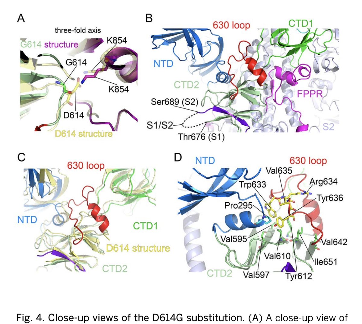 EricTopol's tweet image. Just published @ScienceMagazine 
In the first month of the pandemic the D614G strain became dominant. Now, thru structural biology &amp;amp; cryo-EM, we know how the G (glycine) substitution made the spike protein trimer more stable, and somewhat more infectious 
science.sciencemag.org/content/early/…