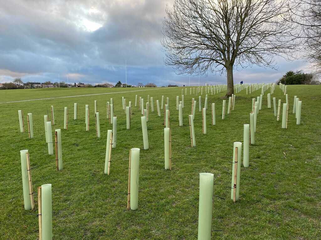 New trees planted at #Priestfields are looking good!! 💚
#trees #WeAreMedway
#medway_council_news