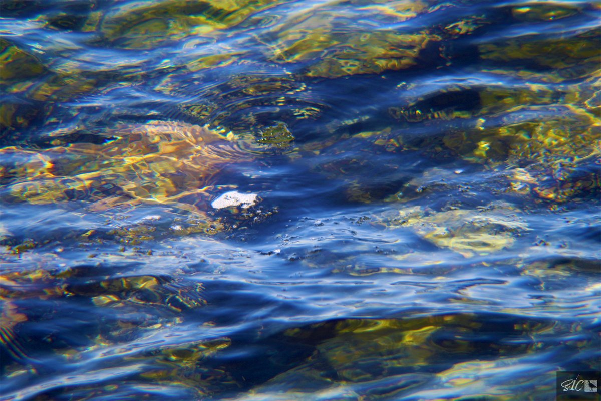 IslandSnipe's tweet photo. Cold, clear water #nature #NaturePhotography #SICcontent #Canon #canonphotography #canonusa #canonfavpic #canonfamily #canonchat #stlawrenceriver #thousandislands #1000islands #nny #upstateny #morganisland #kringpoint https://t.co/Vsw2ByGd4v