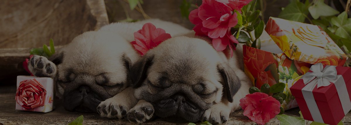 Monbelle has made a tail wagging difference to my fluffy loved on. Click here to change the life of yours! monbelleltd.refr.cc/victoria?t=tw