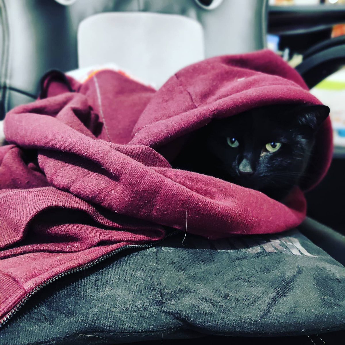 GravyJail's tweet photo. Khajiit has wares, if you have coin
.
.
.
#khajiit #khajiithaswaresifyouhavecoin #skyrim #oblivion #elderscrolls #bethesda #cats #catsofinstagram #blackcat #blackcats #twitch #twitchstreamer #smallstreamer #smallstreamersconnect #ttv #gamer #gamerlife https://t.co/WewzzCZPQP