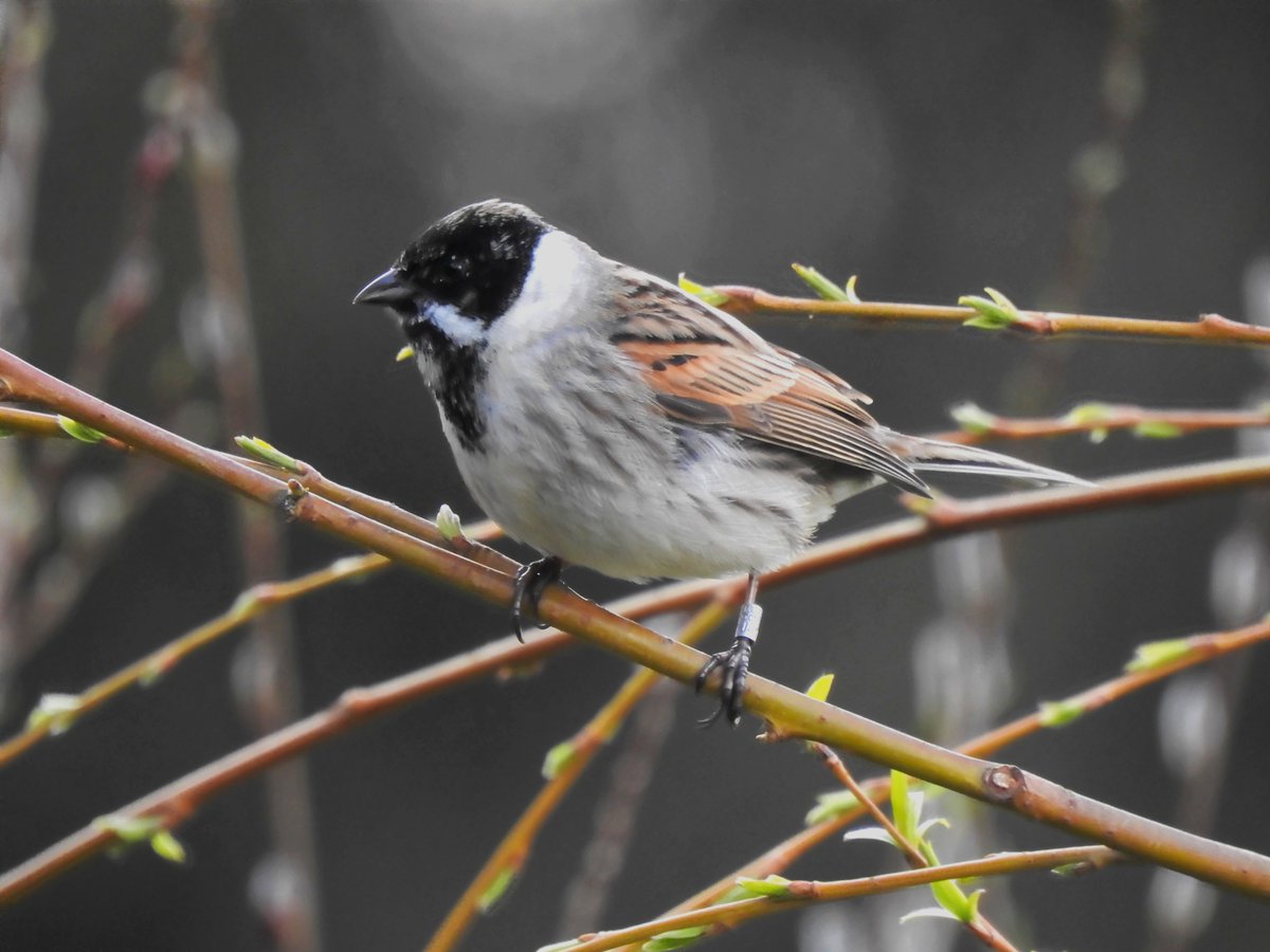 A very handsome new visitor to the field today. He's ringed - I wonder where he came from? Very appreciative of the sunflower seeds.
<a href="/LeicsWildlife/">Leicestershire & Rutland Wildlife Trust</a> @LROSbirds <a href="/_BTO/">BTO</a> <a href="/Britnatureguide/">The British Nature Guide</a> <a href="/BBCSpringwatch/">BBC Springwatch</a> <a href="/Natures_Voice/">RSPB</a> <a href="/Team4Nature/">Team4Nature</a> <a href="/rutlandonline/">rutlandonline</a> #wildbirds #wildbirdsuk #britishbirds