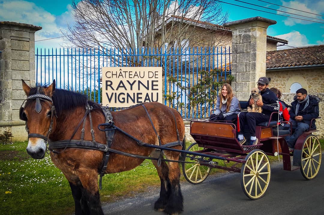 🐴 De nouvelles expériences en préparation au Château de #raynevigneau à #sauternes

__________________________
#oenotourisme #bordeaux #sudgironde #winetourism