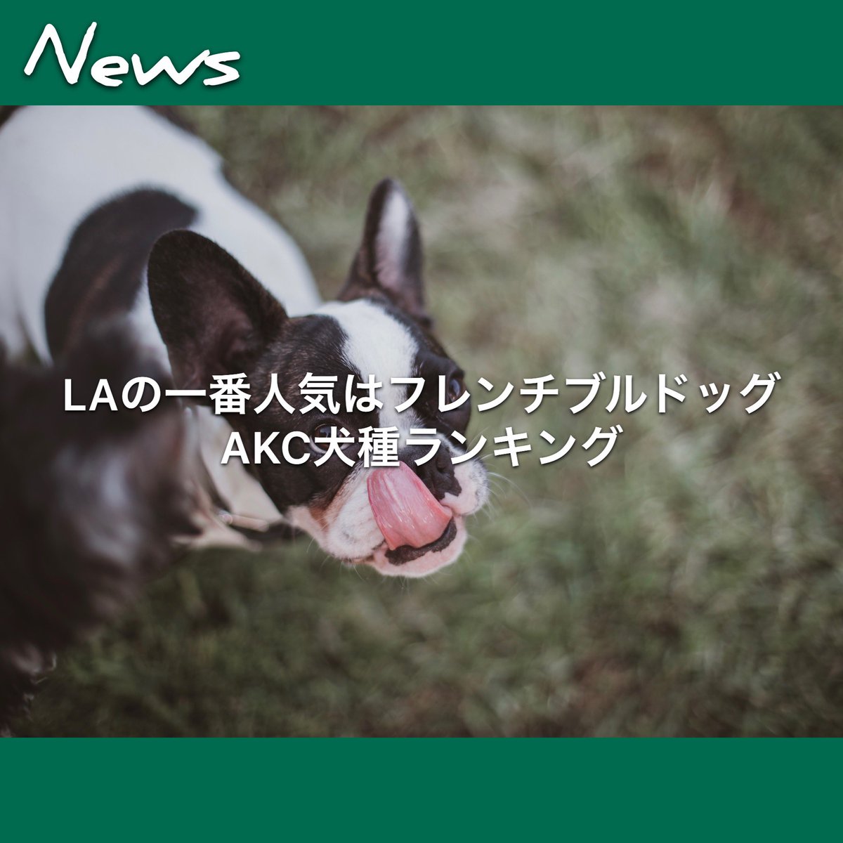 Weekly Lalala ｌａの一番人気はフレンチ ブルドッグ ａｋｃ犬種ランキング ロサンゼルス16日 アメリカン ケネルクラブ ａｋｃ が毎年出している 人気の犬種ランキングが16日に発表され ロサンゼルスの一番人気はフレンチ ブルドッグだった