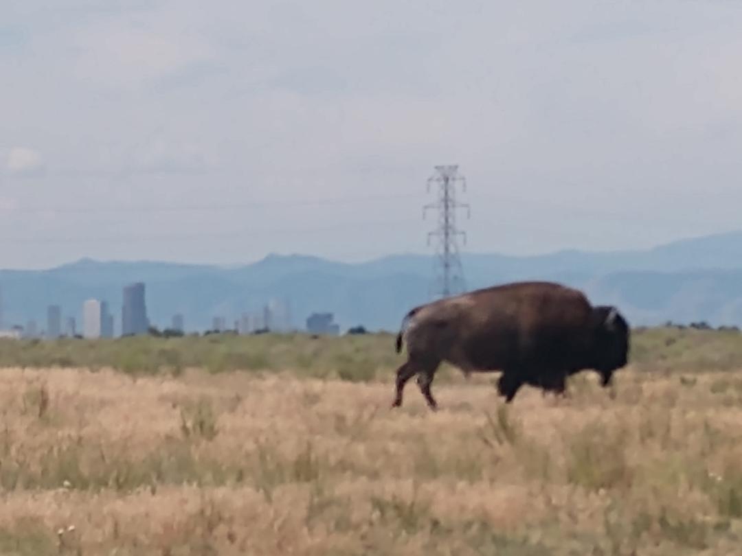 FiLiEdProj's tweet image. And here are the pix...

@VP @SecondGentleman @BarrLakeStPk @USFWSRMA_Alert @visitdenver 

#ThoughtsAtFirstLight