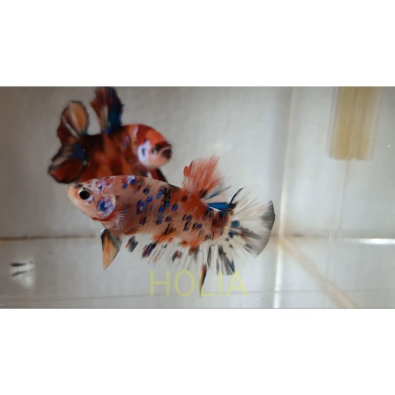 HinggarNugroho's tweet photo. Saya menjual Cupang Giant Koi Bur... seharga Rp157.000. Dapatkan di Shopee sekarang! https://t.co/FNBJ53iSu2 #ShopeeID https://t.co/oQcB3tv4qm