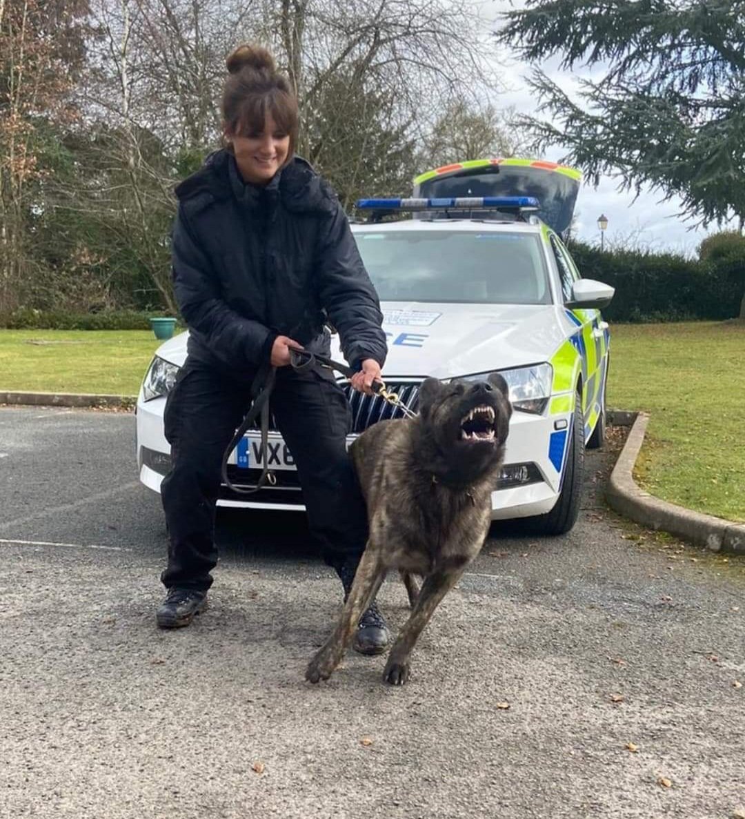 Congratulations to PD #Hundenkraft Foyle and his handler for passing licensing last week! Expect big things for this fantastic team 🔥 give them a follow on <a href="/K999Cops/">West Mercia Police Dogs</a> <a href="/WMerciaPolice/">West Mercia Police</a> 🐾