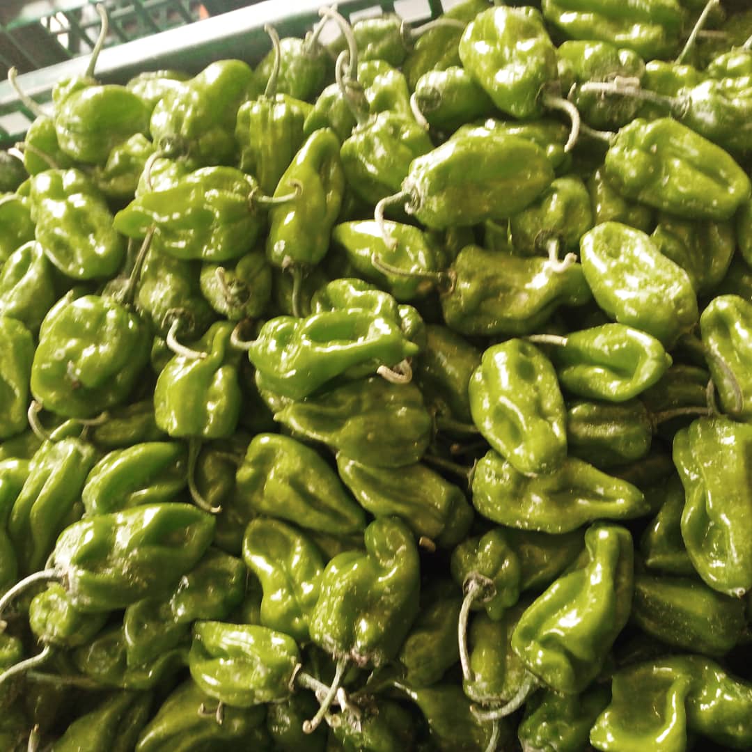 okoreuchenna's tweet photo. People have to eat and people like to eat!
We chose farming to feed the world.
#AfadjaRZ F1 made my week.
#farming #Agronomy #agriculture #sustainability #foodsecurity #climatechange #Rijkzwaan #Sedfort #Seedforth #peppers #vegetables https://t.co/n4l99YLnUp