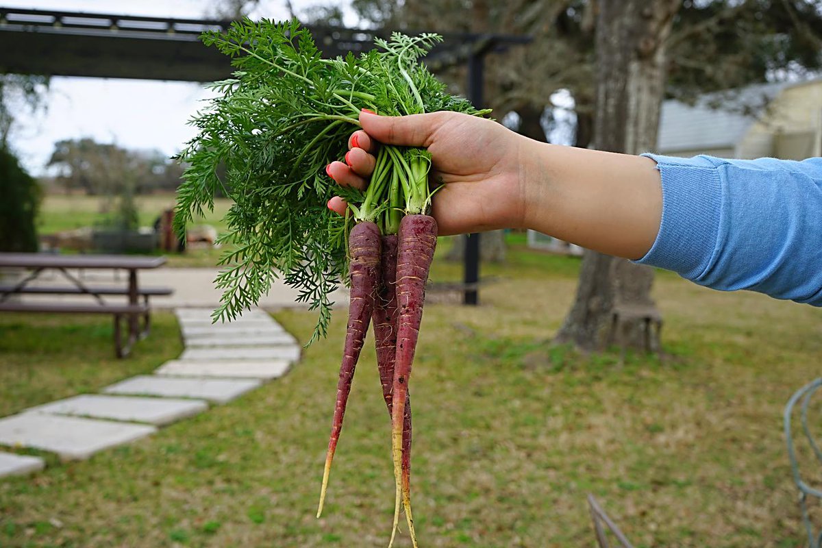 HoustonOaks's tweet photo. Freshness and flavor are some of the many things we carrot about.🥕#farmtotable #houstonfoodie #carrottime https://t.co/mRkeIc8tOO