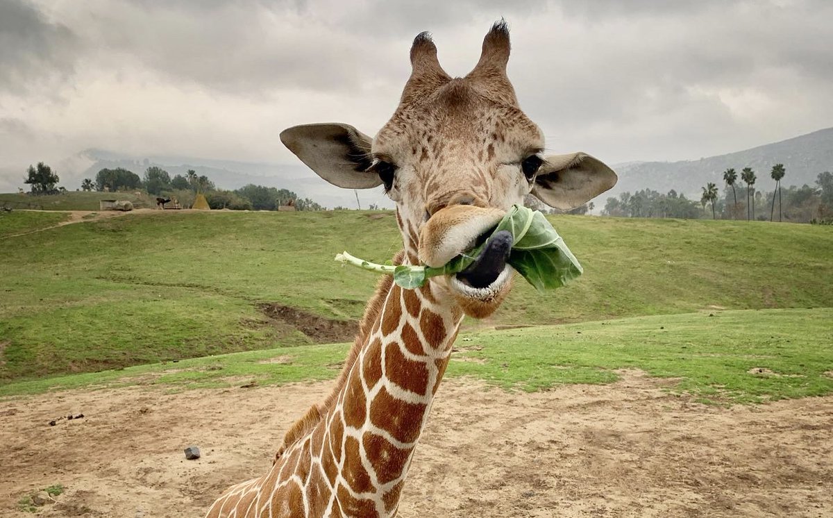 sandiegozoo's tweet image. You bet giraffe this counts as green. #StPatricksDay 
📷Wildlife Care Specialist Matt