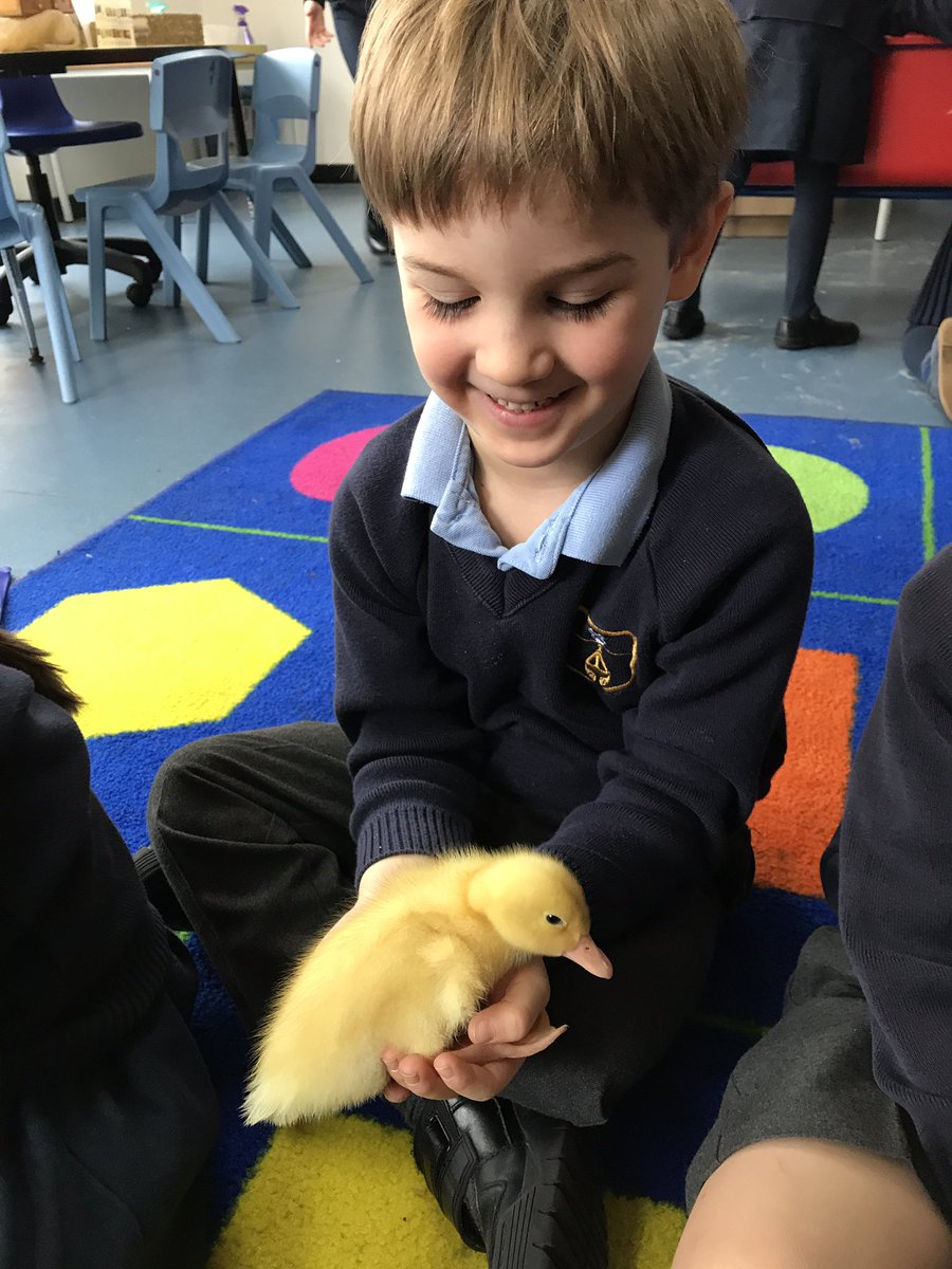 Reception_BG's tweet photo. Hedgehog class had a quacking time with the ducklings today! #quackquack #5littleducks #lifecycles #BG #EYFS https://t.co/M9C25odocQ