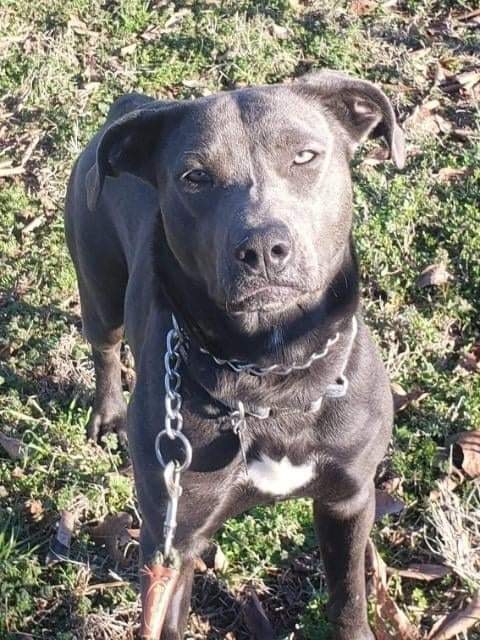 RuffTalesRescue's tweet photo. Blue is a cute girl with your typical puppy attitude! 
Mixed breed
9 months
55 lbs
Female

Dogs: Yes
Cats: Unknown
Kids: Has been good with 12+ year olds
House broken: Yes
Crate trained: Yes

#RTRBlue #RescuesofTwitter #RTR #AdoptDontShop #RescueDogs #tuesdaymotivations https://t.co/mZxbzubmwG