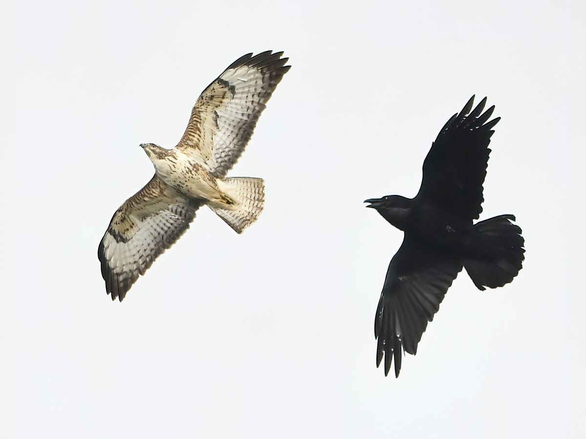 Buzzard and Raven over Wells yesterday.😊
  If you see a Corvid mobbing a Buzzard, and it's about the same size as the bird of prey, then it's a Raven! 😍
   They have a distinctive low 'Kronk kronk' call too, that's what usually alerts me to their presence overhead! 😊🐦