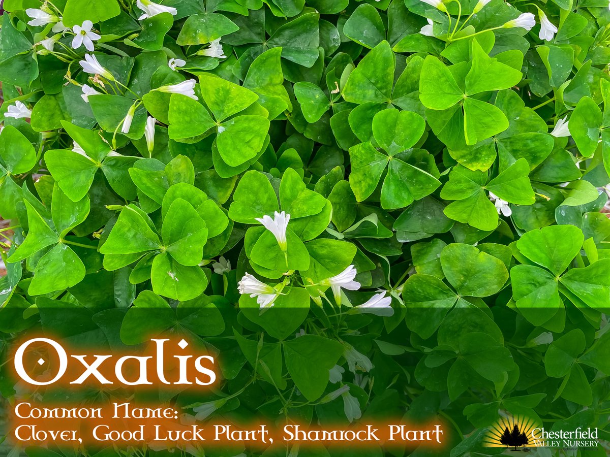 With St. Patrick's Day and all the plants starting to emerge, we're feeling especially lucky this week! Get your shamrock on with some lush oxalis!

#keepitlocalstl #shamrock #StPatricksDay #clover #gardencenter #plants #green #lucky #shoplocal #shoplocalstl #stlouislocal