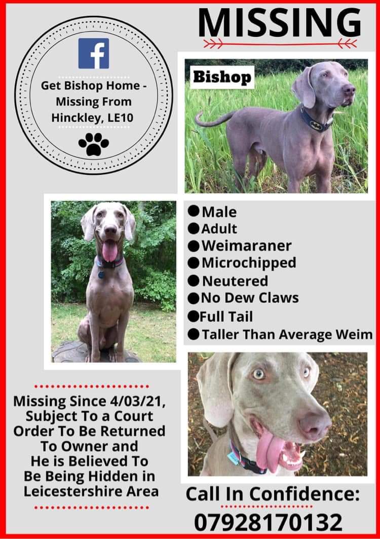 🐕 Wherever you live - but particularly Leicestershire area - please keep an eye out for BISHOP, he is neutered, has a full tail, no dewclaws

It’s likely that Bishop will be being walked in very quiet areas, most likely early in the morning &amp; late at night.
#findingBishop