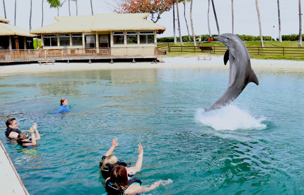 Action shot! Take a look at this dynamic dolphin at Dolphin Quest Hawaii hopping out of the water, much to the amazement of our guests! 

#DolphinQuest