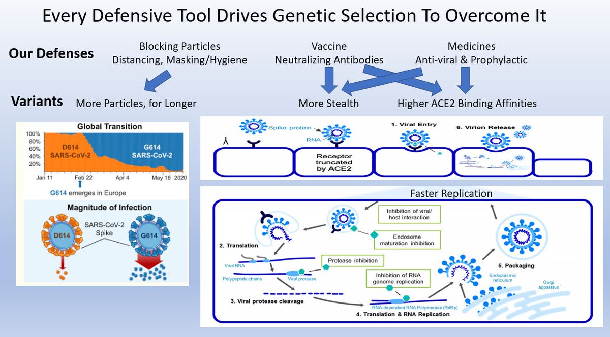 askfredbrown's tweet image. Every defensive tool we use against Covid-19 drives genetic selection to overcome it, whether npis, vaccines or therapeutics