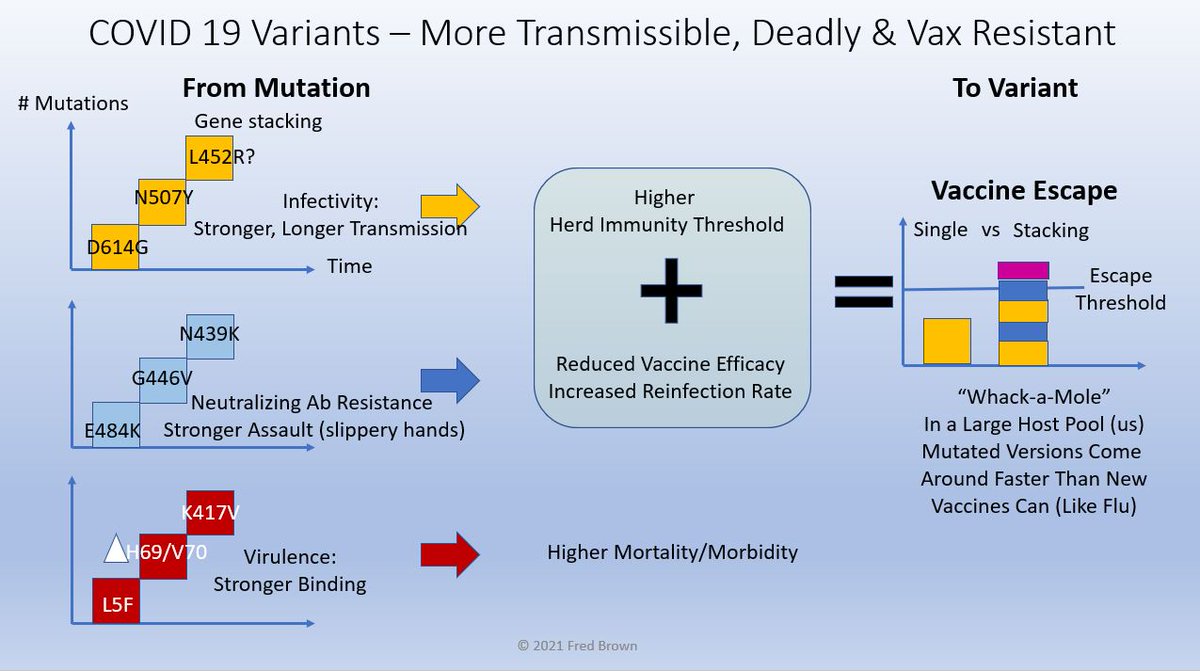 askfredbrown's tweet image. Gene stacking leads to covid19 variants of concern, with higher infectivity (stronger, longer transmission); neutralizing antibody resistance, and greater virulence through stronger binding. Raising threshold for herd immunity, reducing vaccine efficacy and increasing reinfection