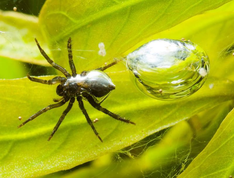 AsombroVerde's tweet photo. ESTAS ARAÑAS VIVEN DEBAJO DEL AGUA
La Araña /Argyroneta aquatica/
vive su vida sumergida. Su cuerpo, cubierto de pelos cortos atrapa el aire bajo el agua y lo transporta a cámaras que construyen con telaraña en plantas subacuáticas. Hasta 24 horas después no necesitarán salir https://t.co/3KBTqC0Ird