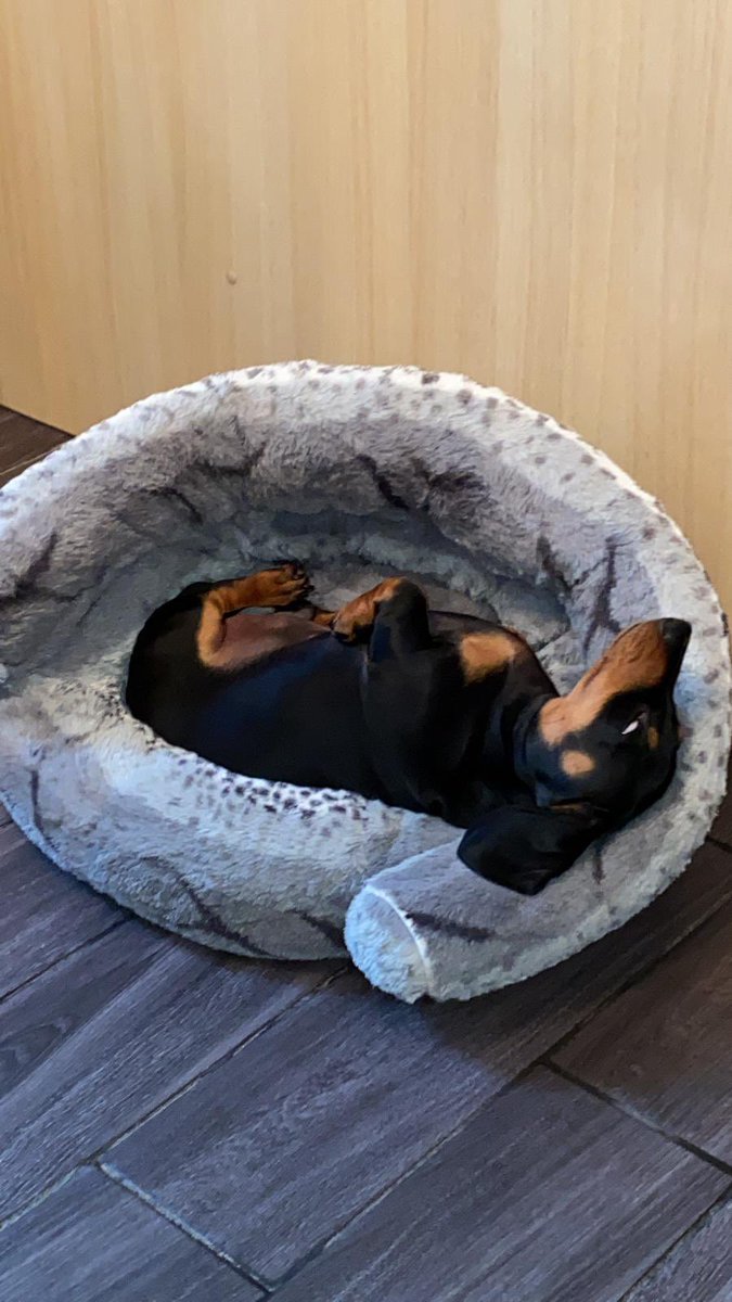 ArnhemThe's tweet photo. @SeanLaPrawn Eat, sleep, shit, repeat......and sometimes Eric likes to hump his lamb teddy 🤷🏻‍♂️ https://t.co/HuGNqGhCN3