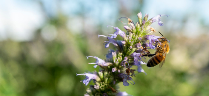 WineGrowersBC's tweet photo. *LAST CALL* Calling All Wineries with Bees/Beehives. Earth Day is  April 22 along with campaigns surrounding #BeeBC &amp; sustainability. We're developing a custom Bee Route in Wines of BC Explorer app. If your winery has bees, please email us by 10AM March 17. 
E: CSauve@WineBC.com https://t.co/J9h1hGEbXH