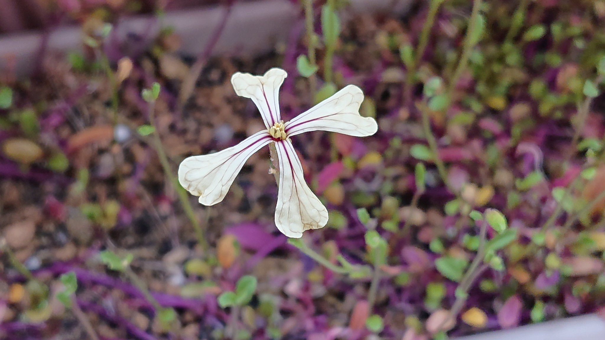 きなりのすもも 秋に種まきしたルッコラに花が咲きました 空いたプランターがあったので 種まきしたルッコラは すぐ芽がでたものの 青虫が次々現れ ずっとほぼ剥げちゃびん 一度も収穫できないまま 冬になり 延びないまま ついに開花 こんな花