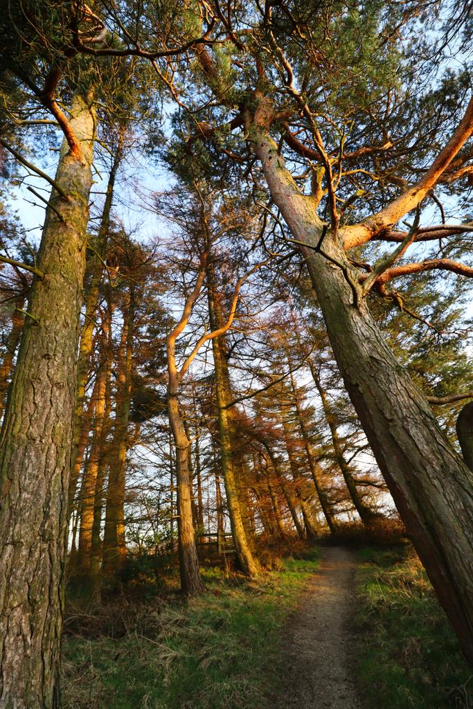 chrisbu03352910's tweet image. #TuesdayTrees
📸