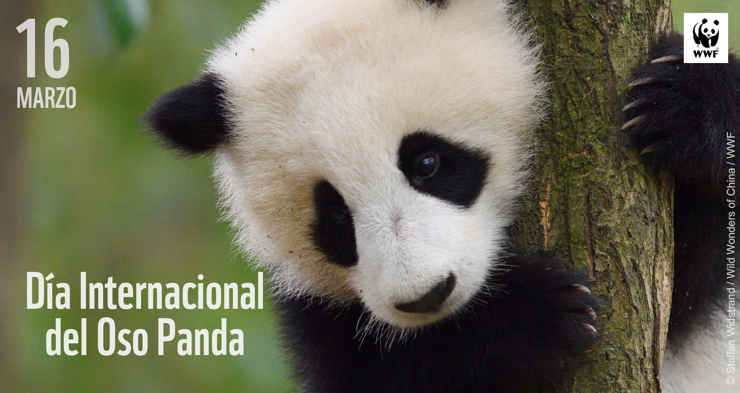 WWF-Paraguay on Twitter: "Gracias a décadas de trabajo, los pandas pasaron  de estar 'En peligro' a la categoría 'Vulnerable' en 2016. Ahora se estima  que hay 1.860 pandas en la naturaleza, pero