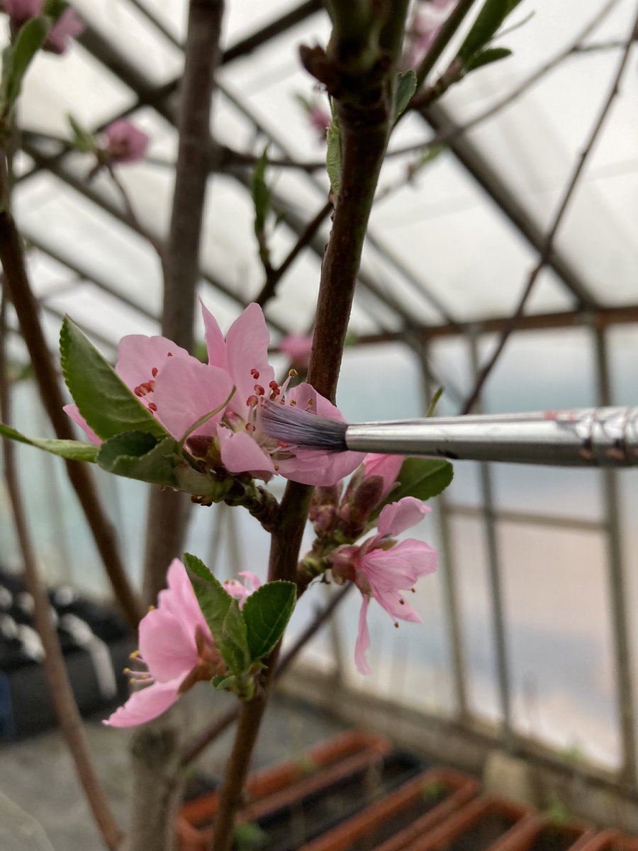 It’s a bit chilly for pollinators at this time of year, so the peaches and nectarines get a little human interaction.

Imagine, if we don’t look after our bees and other natural pollinators, we will have to do this to all our crops.

#beefriendly #helpinghand #growyourown