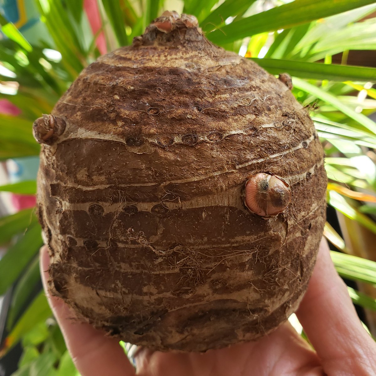 CandaceSotela's tweet image. This elephant ear bulb will hopefully be my newest houseplant. 🌱 #Houseplanthour #houseplant #elephantear