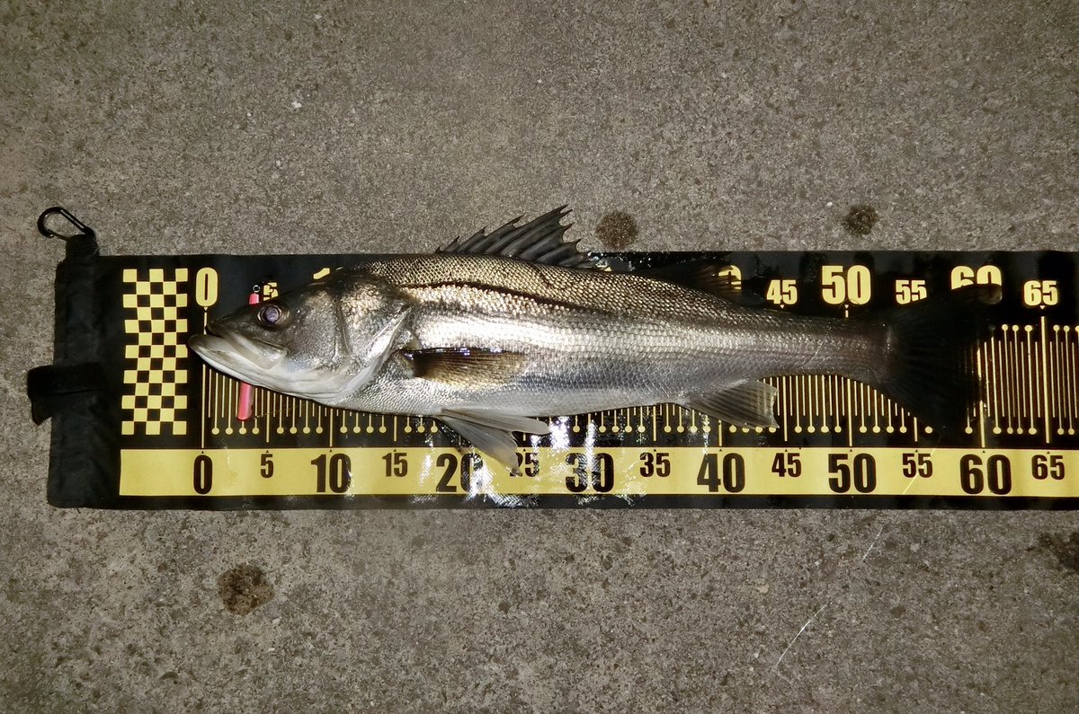 フィッシングラボ 釣り侍 Fishinglabo Twitter フィッシングラボ 釣り侍 Fishinglabo Twitter