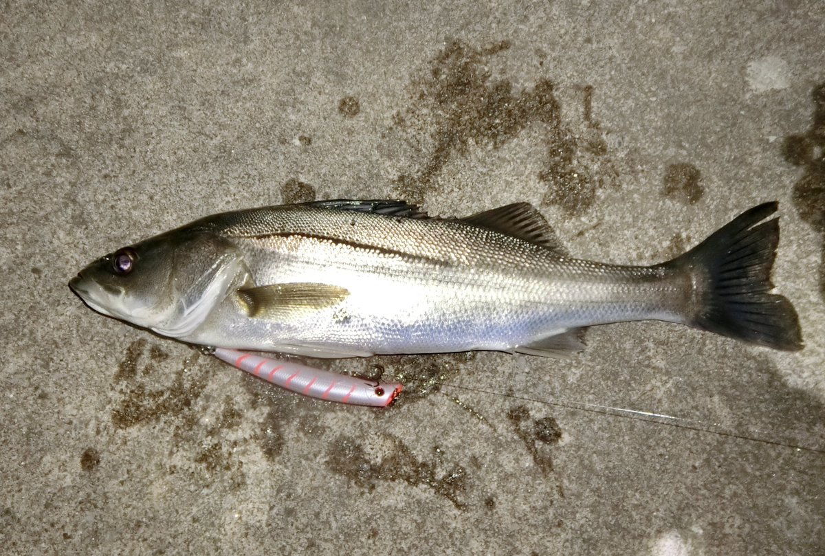 フィッシングラボ 釣り侍 Fishinglabo Twitter フィッシングラボ 釣り侍 Fishinglabo Twitter