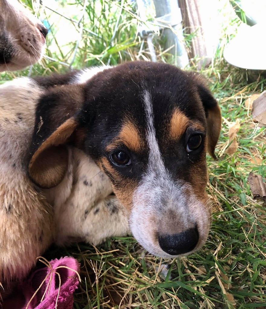 furryfriends's tweet photo. Two new rescue pups! Seamus (for the bold one) and Finnegan (for the speckled/shy one), males, about 12 weeks, and 10 lbs. #WalkerCoonhound mix (?)...MORE: https://t.co/nq0wfs9fYj
#puppyadoption #adoptme #adoptdontshop https://t.co/NqjLQXSM8n