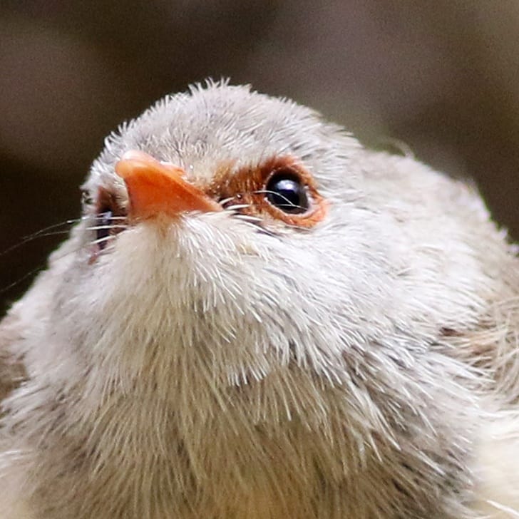 SandyHorne61's tweet photo. Who knew that fairywrens have whiskers? Check out this female superb fairywren from my recent trip to Orroroo. Happy Wrensday! @FairywrenProj @GSBioblitz @OutbackEco @BirdlifeOz #orroroo #SouthAustralia #wrensday #fairywren https://t.co/1KGUuSBw1v