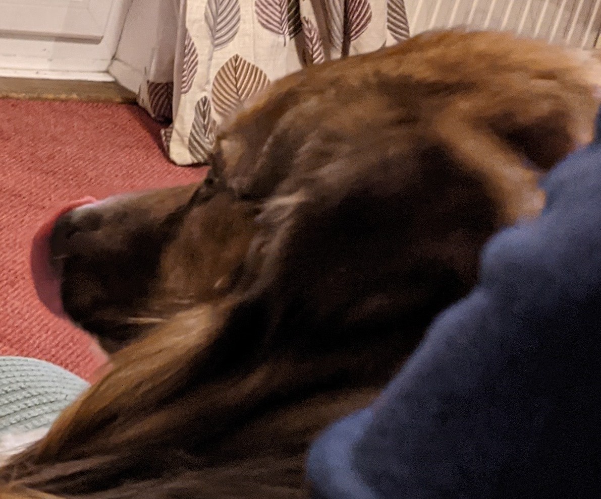 CamasTheCollie's tweet image. A discrete offering for #TongueOutTuesday instead of the usual full on panting on a good run, I am checking my nose for any tasty morsels of food saved for such a moment. Also, floof! 🐾🐾🍛😋
#BorderCollie 
#SofaSnuggles
#HappyDog