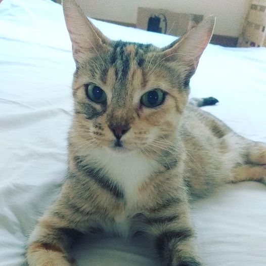 DeGatitos_'s tweet photo. #FreyaFDG
Hermosa Freya! Gata joven, buena, inteligente y cariñosa. En pocos días sus bebés se van en adopción y ella busca hogar para siempre.
Escribí a adopciones@fundaciondegatitos.org.ar
Gracias por difundir! https://t.co/n1QpRr73Wq