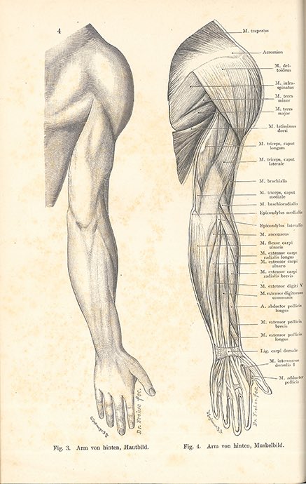 上腕を垂直に描く解剖図の作法は、解剖学的な方向にマッチさせること以外に、ページレイアウト上の配慮があります。添付の図は、1ページに腕を2本配置するために胴体を傾けています。 