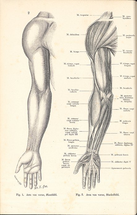 上腕を垂直に描く解剖図の作法は、解剖学的な方向にマッチさせること以外に、ページレイアウト上の配慮があります。添付の図は、1ページに腕を2本配置するために胴体を傾けています。 