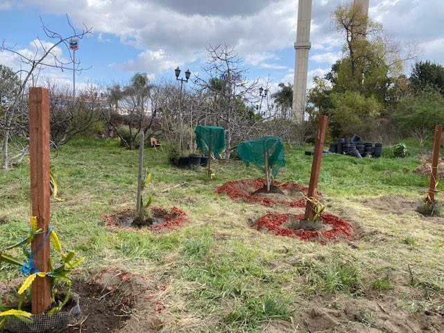 SGV_CORPS's tweet photo. #transformationtuesday 🌱 Last week at Earthworks  volunteers and farm staff planted a variety of crops which included: corn, red and white onions while also feeding nutrients to our dragon fruits vines, cacti and apple trees. SGVCC keeps it one of its top priorities to  maintain https://t.co/bV7fPV0hwp
