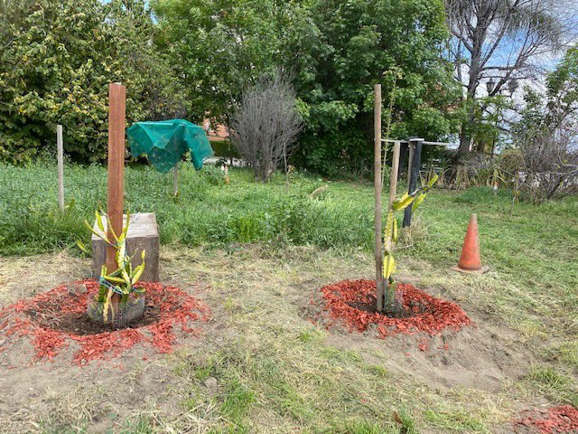 SGV_CORPS's tweet photo. #transformationtuesday 🌱 Last week at Earthworks  volunteers and farm staff planted a variety of crops which included: corn, red and white onions while also feeding nutrients to our dragon fruits vines, cacti and apple trees. SGVCC keeps it one of its top priorities to  maintain https://t.co/bV7fPV0hwp