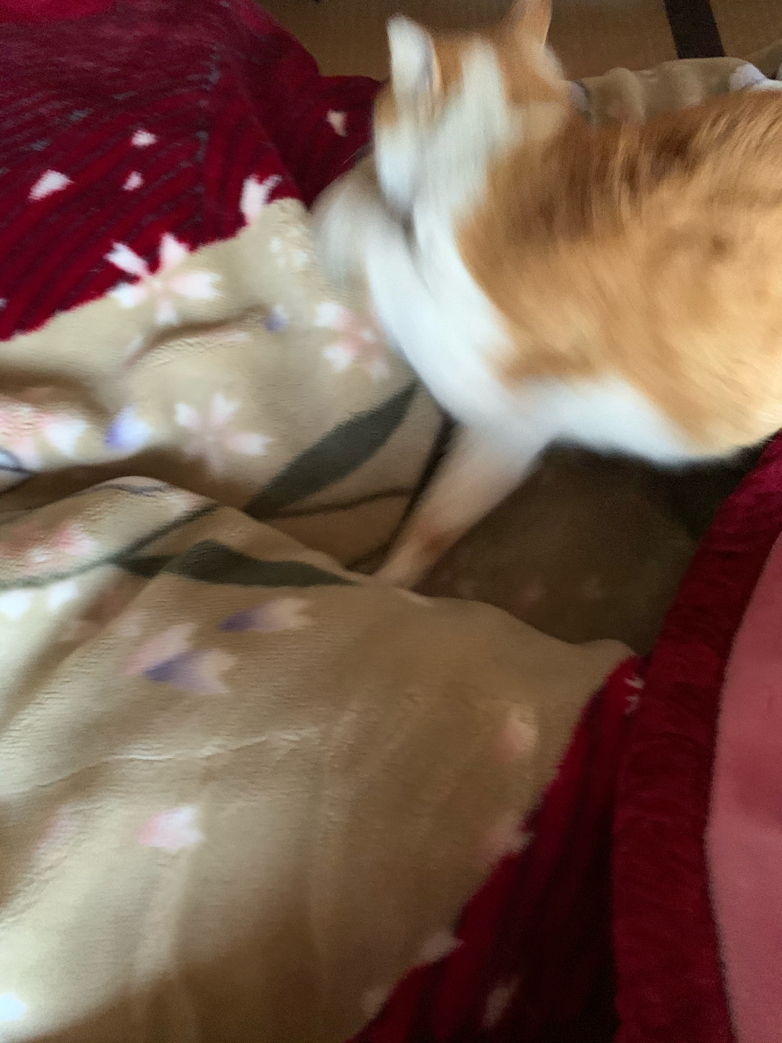 戸田いぬふぐり 寝ているところを写真に撮ろうとしたら 急に起きて逃げ出したこみゃお 8年一緒にいるが まだなついていない T Co Bt8reij0w1 Twitter