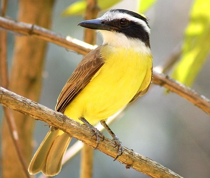 birdsofbrazil's tweet photo. They can be found in the entirety of Latin America, and even some southern parts of Texas. The Kiskadee mostly feeds off of fruits and insects, seen flying in elaborate movements to catch flying bugs. They also often fight off Toucans that invade theirs or other birds' nests. https://t.co/WPbYDigd3E