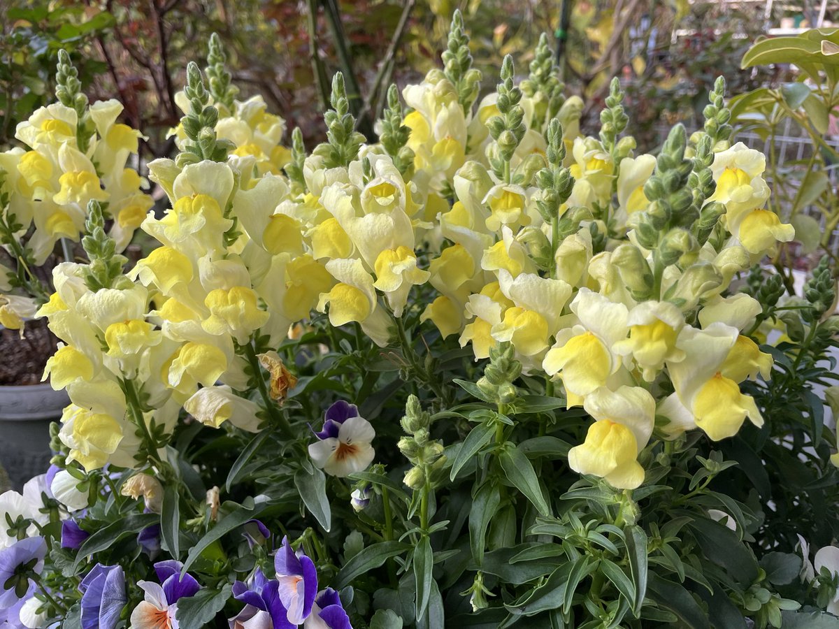 kookumiko's tweet photo. 今朝も元気に綺麗に咲いてます。春💕の花に癒されてます。
すみれ、溢れ種ビオラ、クリスマスローズ、金魚草‥ https://t.co/jxhjkL7YHB