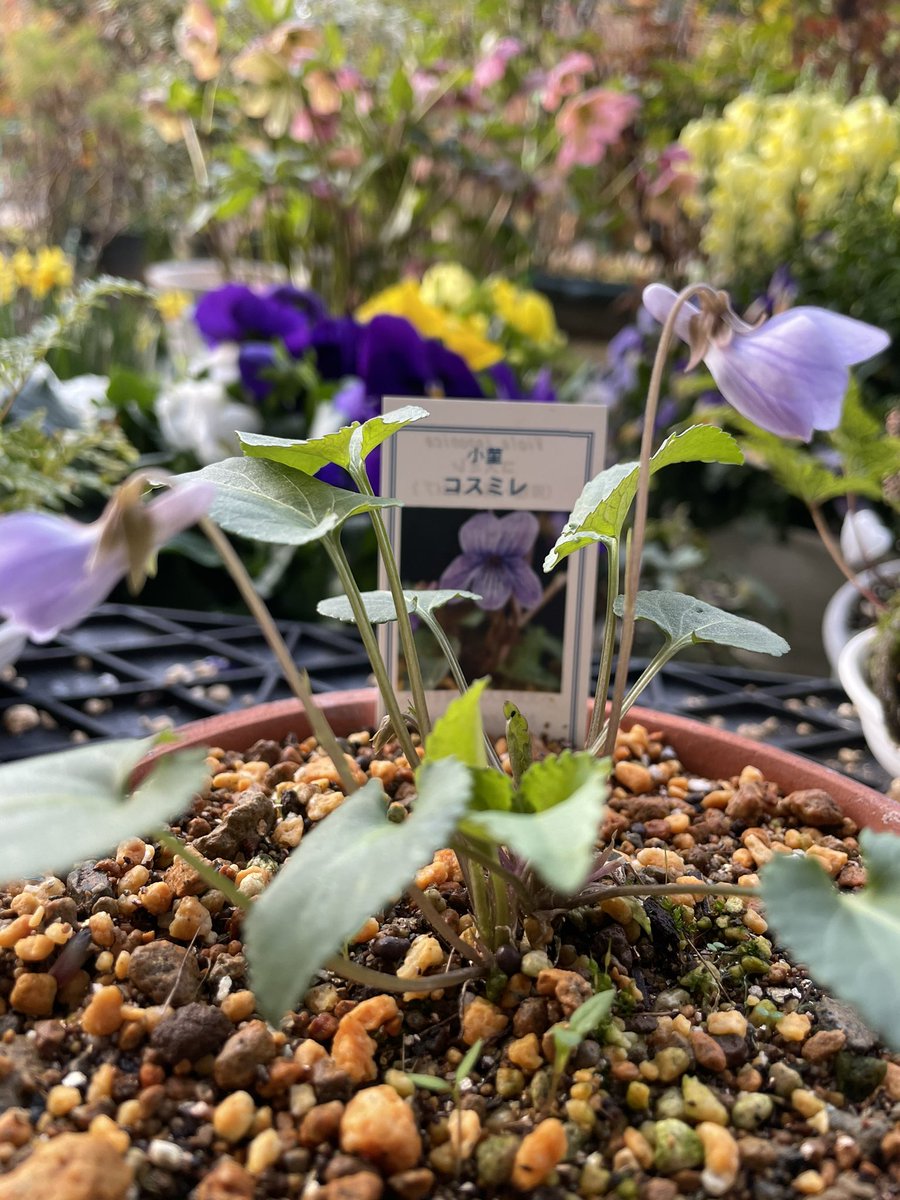 kookumiko's tweet photo. 今朝も元気に綺麗に咲いてます。春💕の花に癒されてます。
すみれ、溢れ種ビオラ、クリスマスローズ、金魚草‥ https://t.co/jxhjkL7YHB