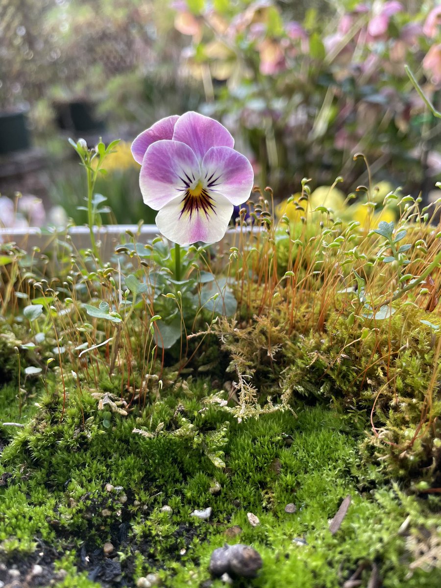 kookumiko's tweet photo. 今朝も元気に綺麗に咲いてます。春💕の花に癒されてます。
すみれ、溢れ種ビオラ、クリスマスローズ、金魚草‥ https://t.co/jxhjkL7YHB