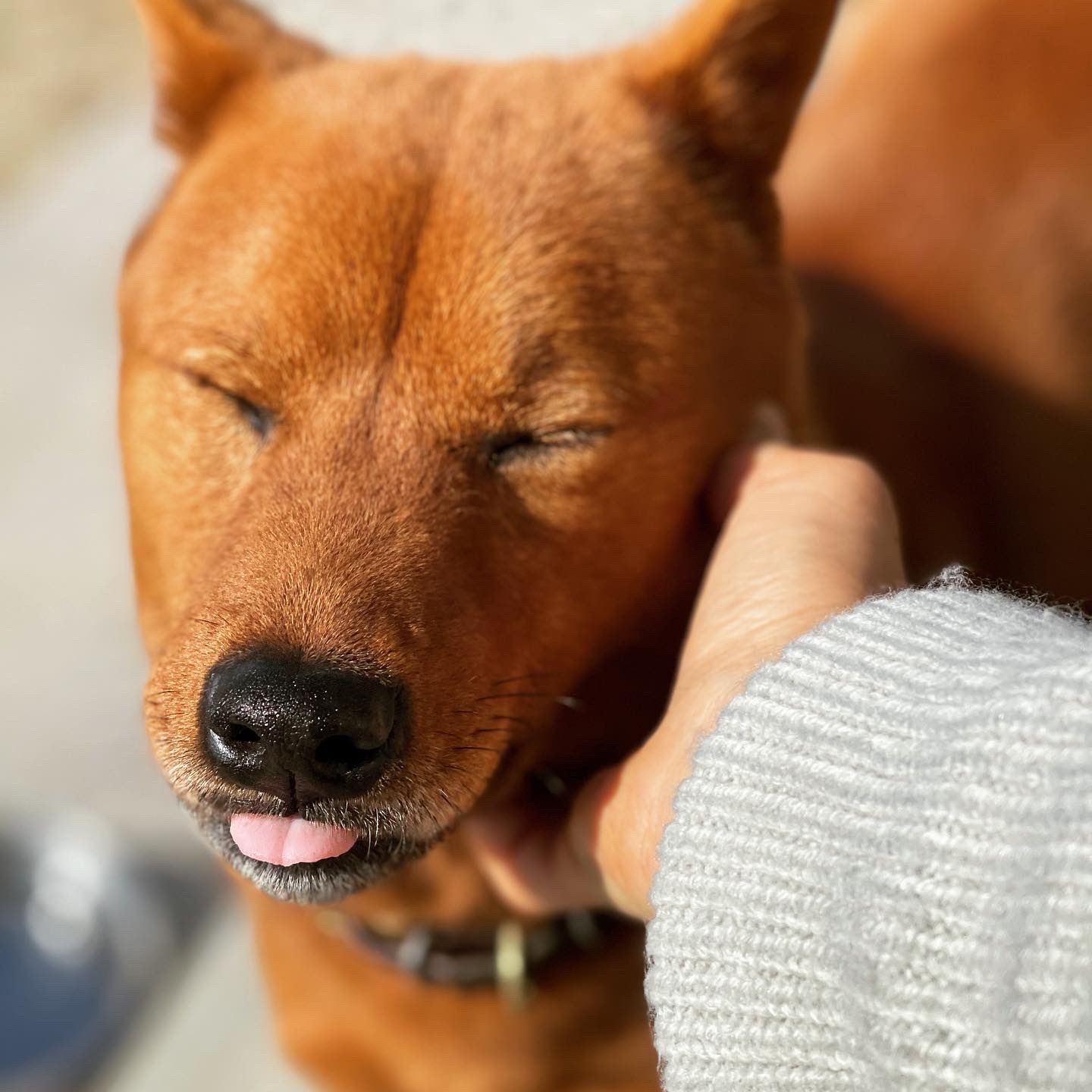 Twitter 上的 ほそえ おはようございます いい天気 O 美濃柴犬 岐阜の犬 絶滅危惧種 人懐っこい 保存活動 T Co Fbaudujknd Twitter