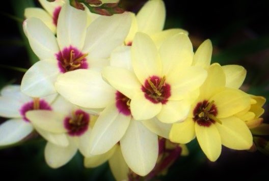 花 3月17日の花 イキシア 花言葉 誇り高い アヤメ科イキシア属の総称 学名 Ixia 別名 ヤリズイセン アフリカンコーンリリー 花色 白 黄 ピンク 赤 紫 複色他 花期 4 5月 原産地 南アフリカ プルタルコス ギリシアの倫理学者 人間の